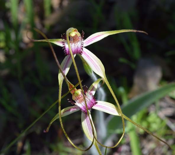 Caladenia - Orchid-Badgingarra-Vern-Westbrook-walk-Sep-2018p0034.JPG